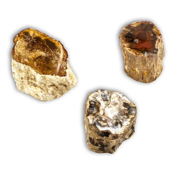 XIlopalo tronco madera fosil