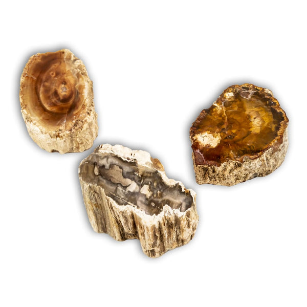 XIlopalo tronco madera fosil