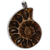 Colgante de Ammonites fósil